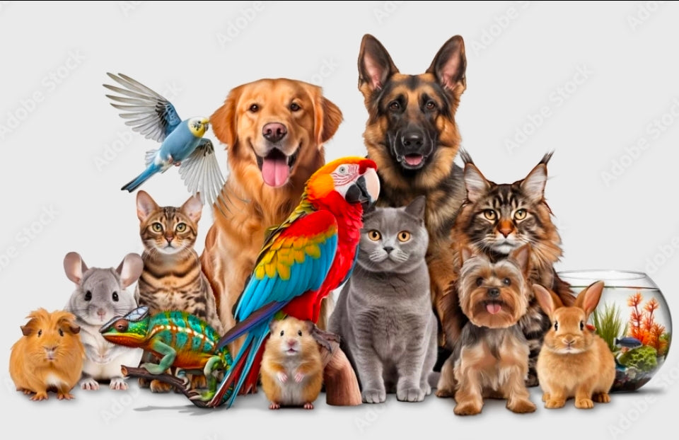 Home page