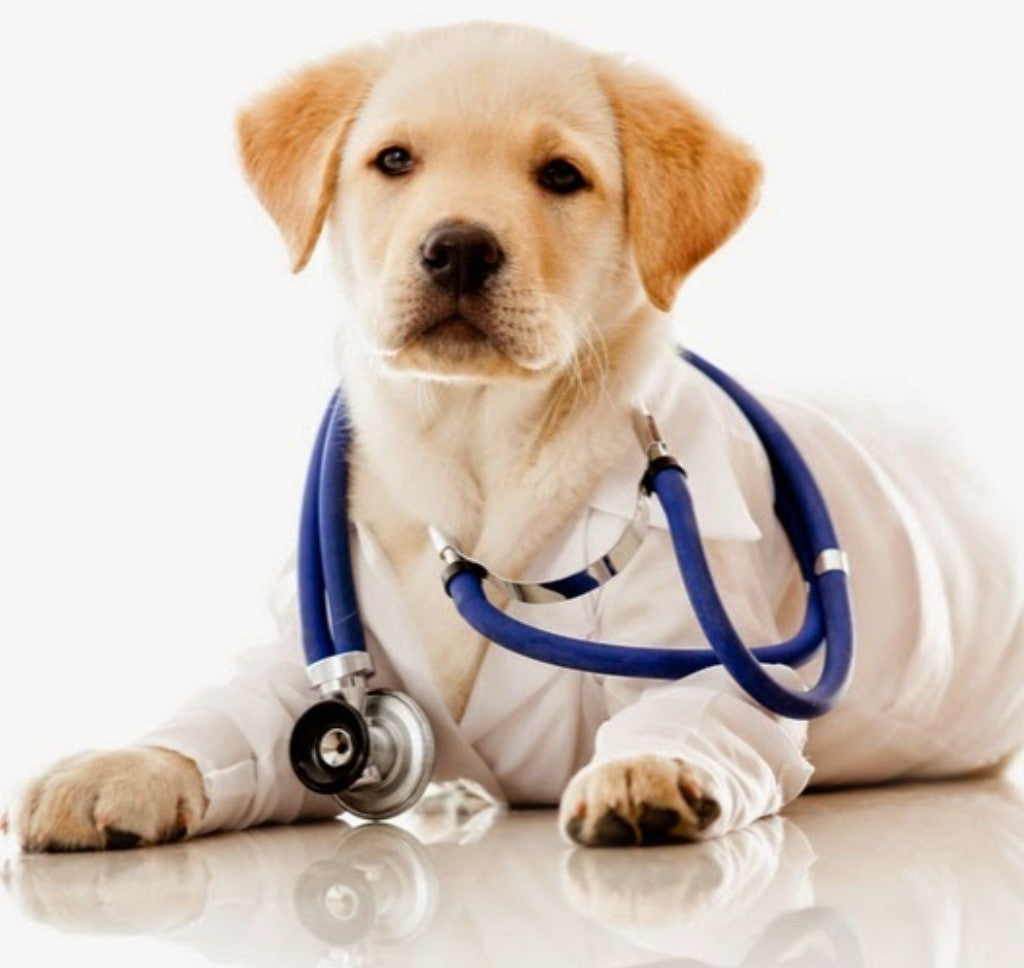 Pet  Health And Hygiene