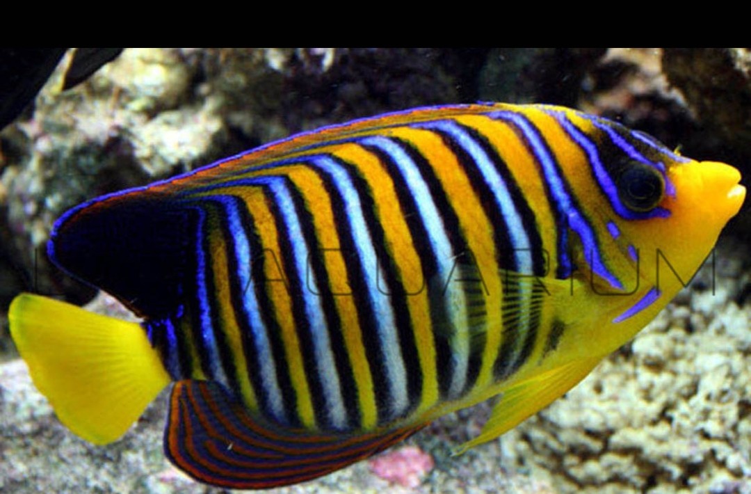Fish Food & Supplies