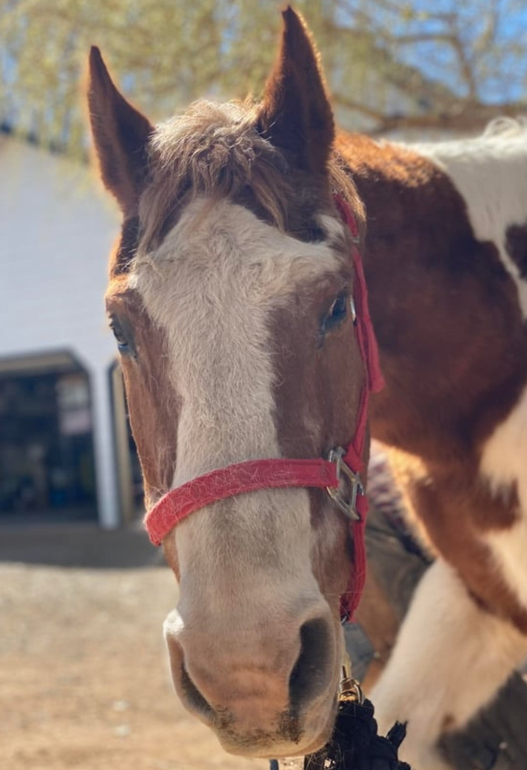 Horse feed & Supplies