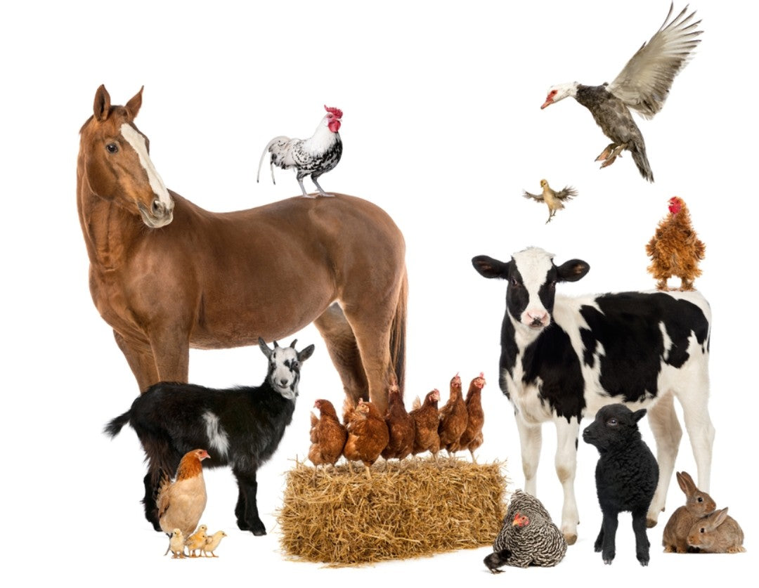 Livestock feed & Supplies