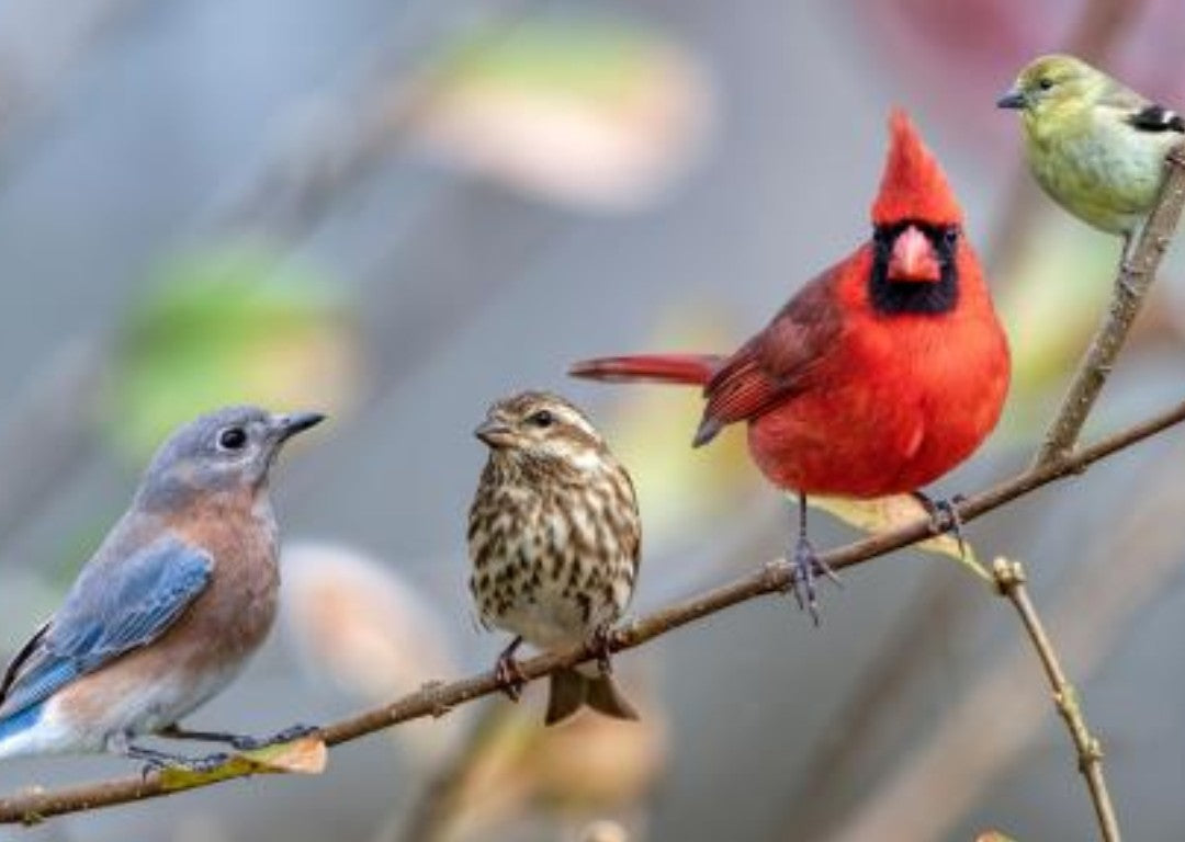 Wild Bird Food & Supplies