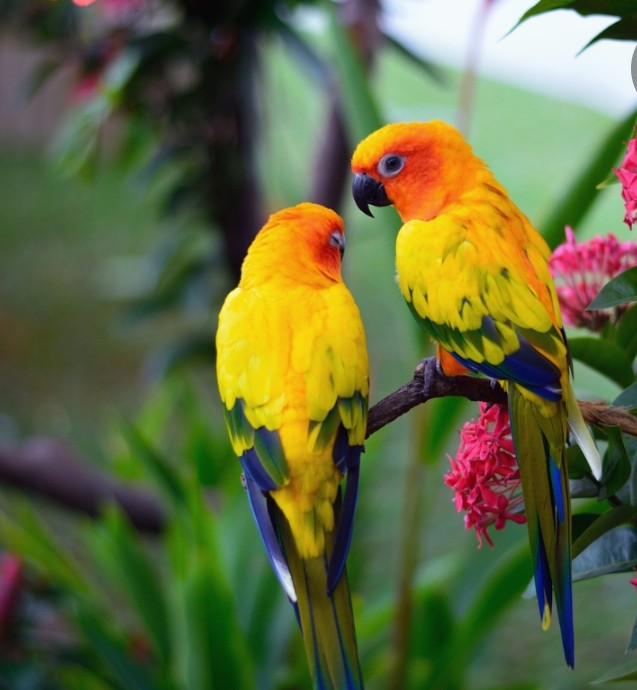 Exotic Bird Feed & Supplies
