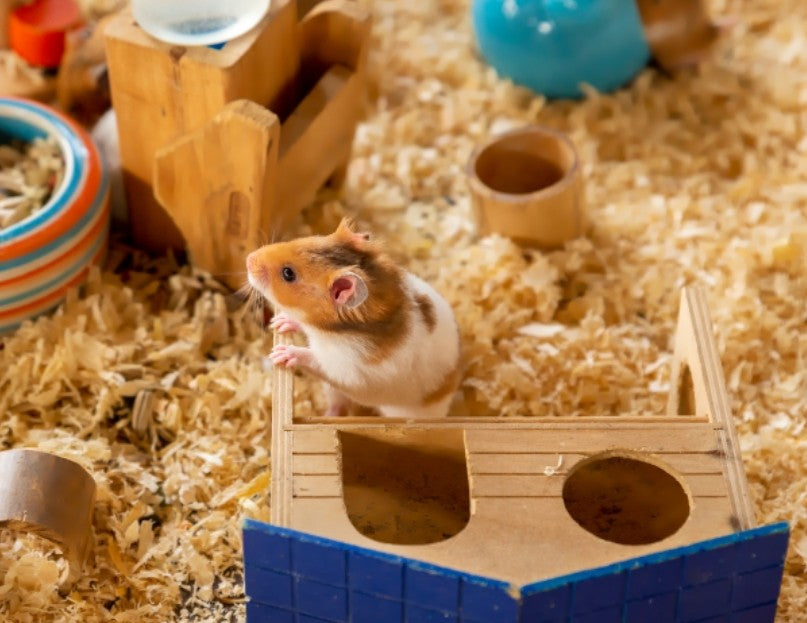 Small Animal Feed & Supplies