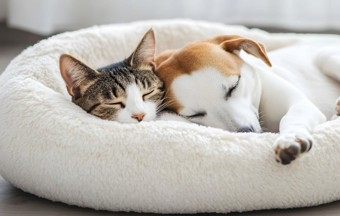 Pet Beds