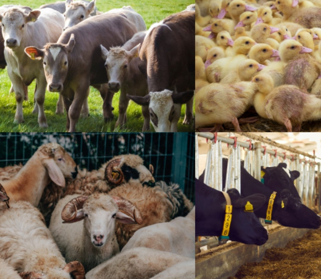 Livestock Health