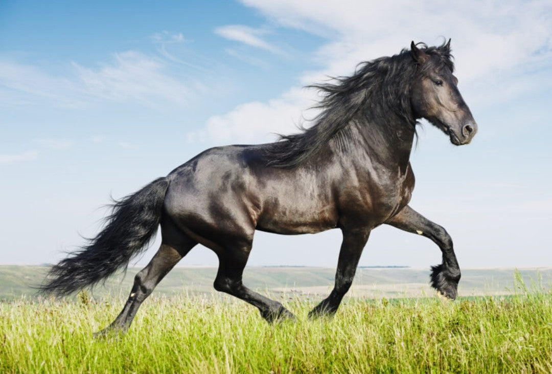 Horse Health and Supplements