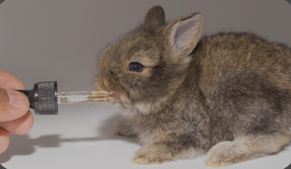 Small Animal And Exotic Pet Health
