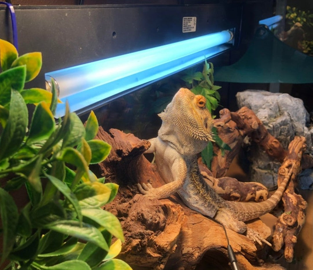 Reptile lighting & Heating