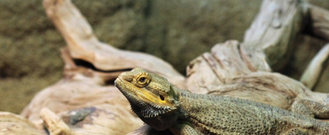 Reptile Bedding & Landscape