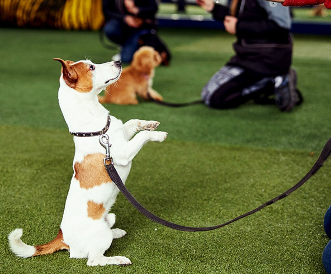 Dog training products