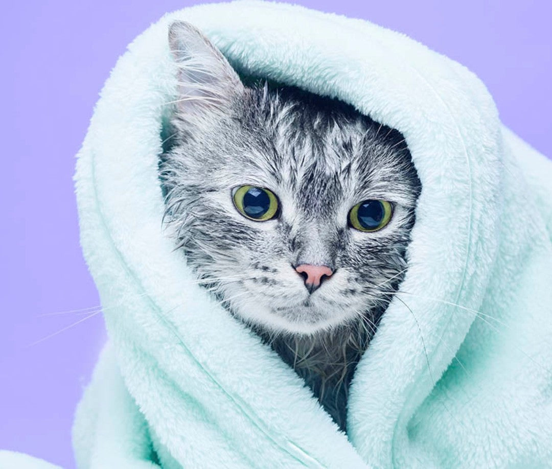 Cat Grooming