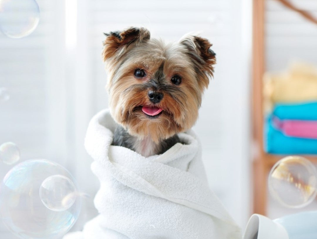 Dog Grooming