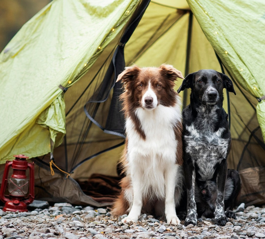 Pet Camping