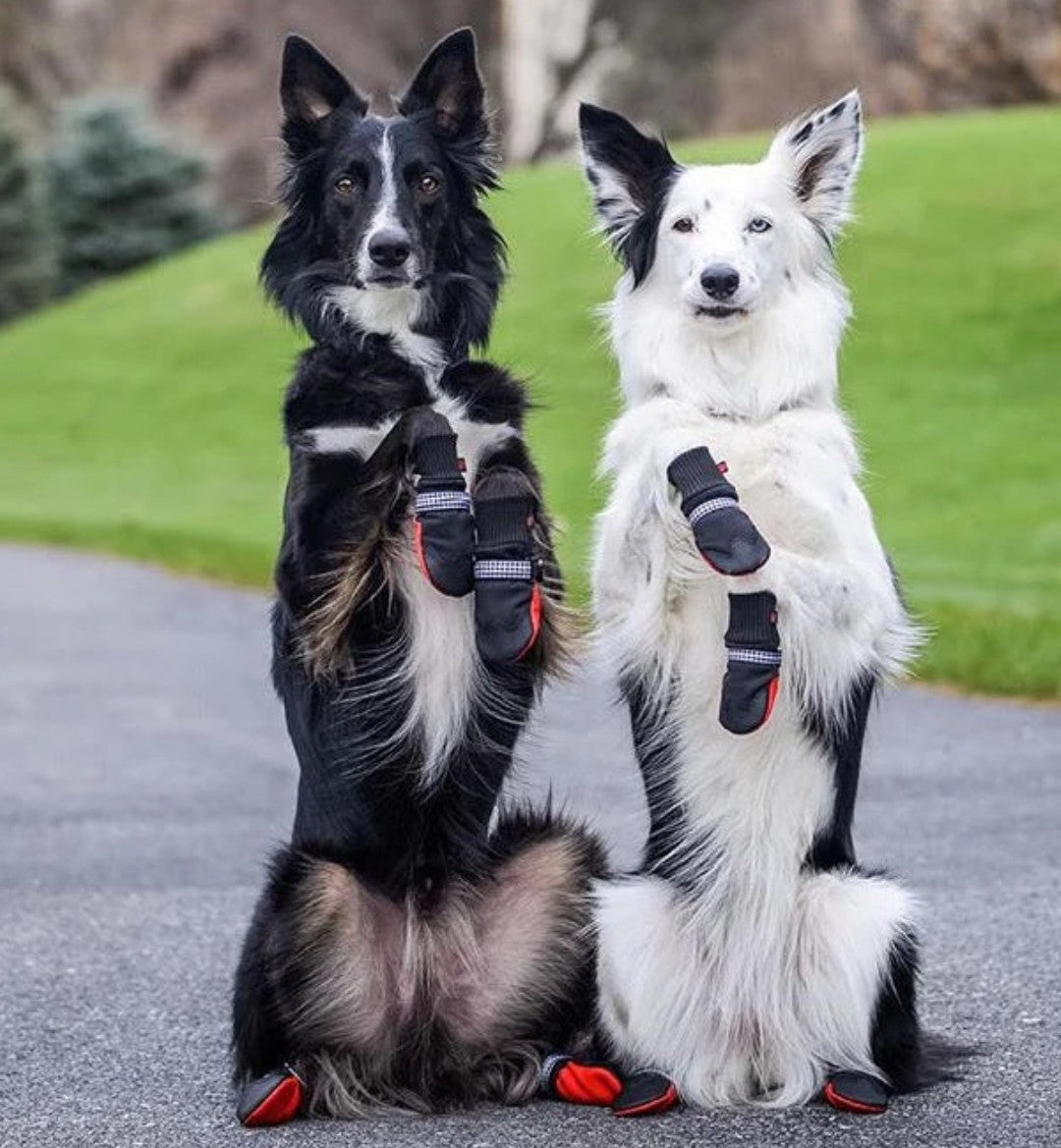 Dog Boots