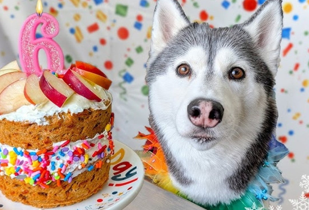 Dog birthday cake & Treats